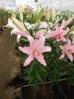 [3260 Catone World B No01.JPG]